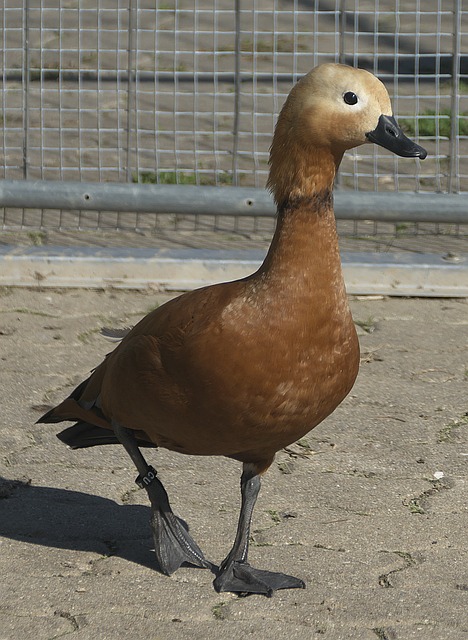 久立足并取